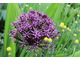 Allium atropurpureum - czosnek purpurowy