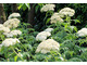 Achillea millefolium var. gigantea