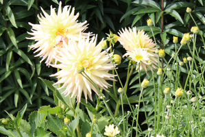 Dahlia 'Shooting Star'