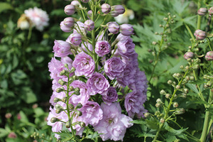 Delphinium o fioletowych, pełnych kwiatach