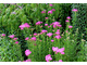 Achillea millefolium 'Cerise Queen'