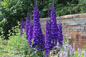 Delphinium o ciemnoniebieskich, okazałych kwiatostanach