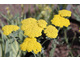 Achillea millefolium 'Moonshine'