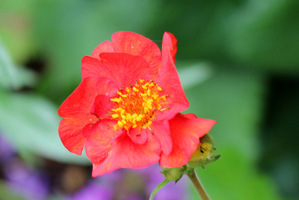 Geum chiloense