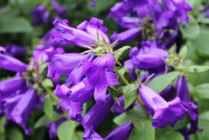  Campanula trachelium 