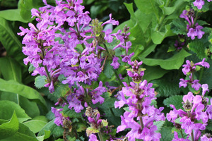 Stachys macrantha 'Superba'