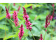 Persicaria amplexicaulis ‘Atrosanguinea’