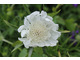 Scabiosa caucasica 'Perfecta Alba'