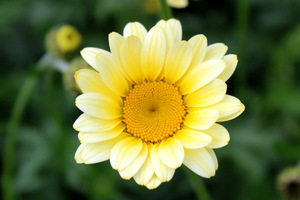 Anthemis tinctoria 'Sauce Hollandaise' 