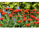 Lychnis chalcedonica