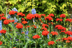 Lychnis chalcedonica