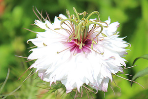 Nigella damascena 'Miss Jekyll Alba'