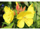 Oenothera fruticosa 'Fireworks'