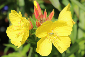 Oenothera fruticosa 'Fireworks'