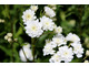 Achillea ptarmica 'The Pearl'