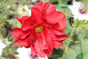 Geum montanum 'Mrs J.Bardshaw'