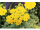 Achillea millefolium 'Moonshine'