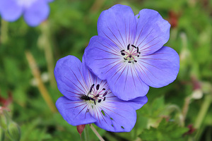 Geranium 'Rozanne'