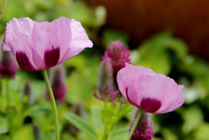 Papaver somniferum