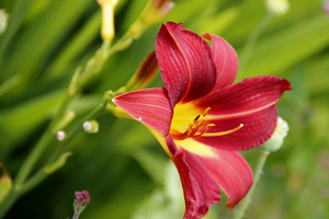 Hemerocallis 