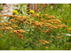 Achillea 'Terracota'