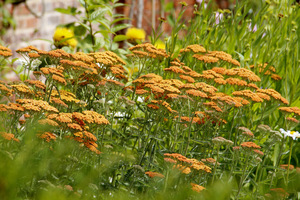 Achillea 'Terracota'