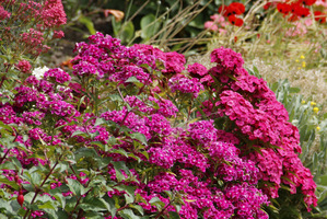 Dwuletni Dianthus barbatus