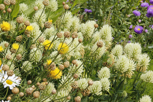 Kremowe kwiaty Trifolium ochroleucum i żółte Centaurea macrocephala