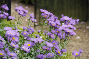 Erigeron