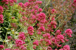 Centranthus ruber