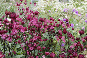 Jedna z najpopularniejszych bylin angielskich rabat - Astrantia major