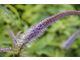 Veronicastrum virginicum 'Fascination'