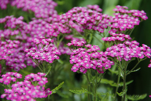 Achillea millefolium 'Cerise Queen'