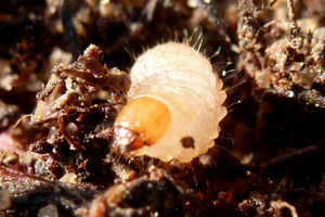 Larwa opuchlaka, fot. Anna Ruszała