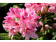 Zdrowy, obficie kwitnący różanecznik to marzenie każdego ogrodnika (na zdj. odmiana 'Cosmopolitan'), fot. Danuta Młoźniak