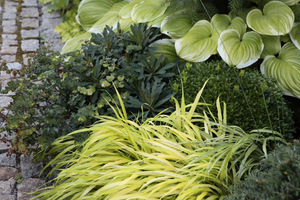 Hakonechloa macra 'All Gold'