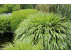 Hakonechloa macra - czysty gatunek (Chelsea Flower Show)