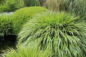 Hakonechloa macra - czysty gatunek (Chelsea Flower Show)