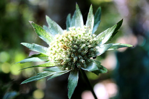 Astrantia major subsp. involucrata 'Shaggy'