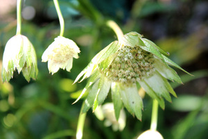 Astrantia major 'Large White', biała, z zielonymi końcówkami płatków