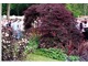 Chelsea Flower Show