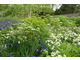 Białe jarzmianki w ogrodzie biało-niebiesko-zielonym (Chelsea Flower Show)
