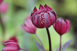 Astrantia 'Ruby Wedding' ma wspaniały, rubinowy kolor kwiatów, z bielą u podstawy każdego płatka