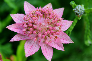 Astrantia major 'Roma'