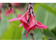 Canna iridiflora pochodzi z Peru, Kolumbii i Kostaryki a jej kwiaty zwisają jak wisiorki