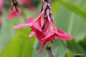Canna iridiflora pochodzi z Peru, Kolumbii i Kostaryki a jej kwiaty zwisają jak wisiorki