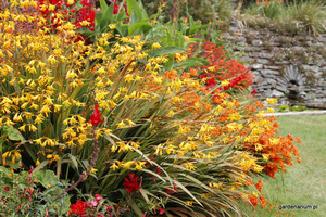 Crocosmia (Montbretia)