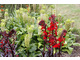 Lobelia cardinalis 'Queen Victoria' i Eucomis comosa