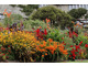 Crocosmia (Montbretia) żółta i pomarańczowa