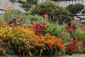 Crocosmia (Montbretia) żółta i pomarańczowa